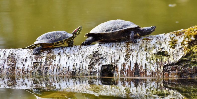 El 61% de las especies de tortugas está amenazado