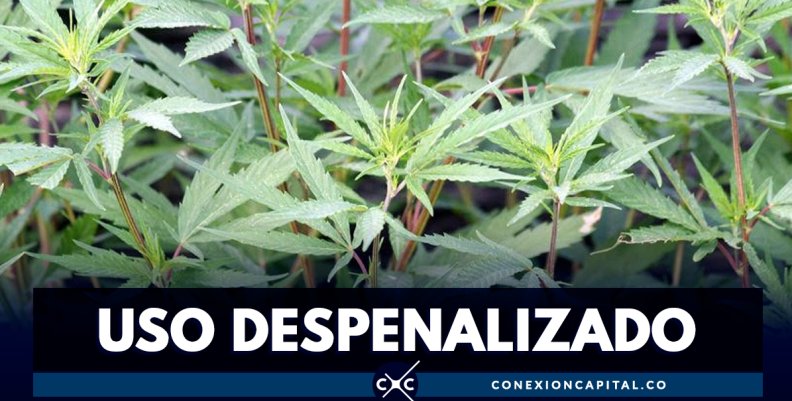 Descriminalizan consumo de marihuana en Nueva York