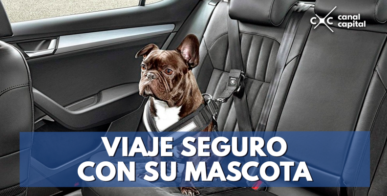 Viaje-seguro-con-su-mascota