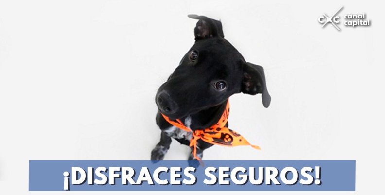 Consejo disfraces mascotas