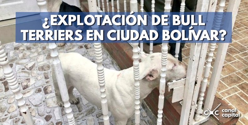 ¿Explotación de bull terriers en Ciudad Bolívar?