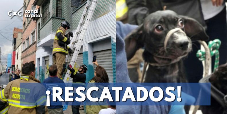 perritos-rescatados