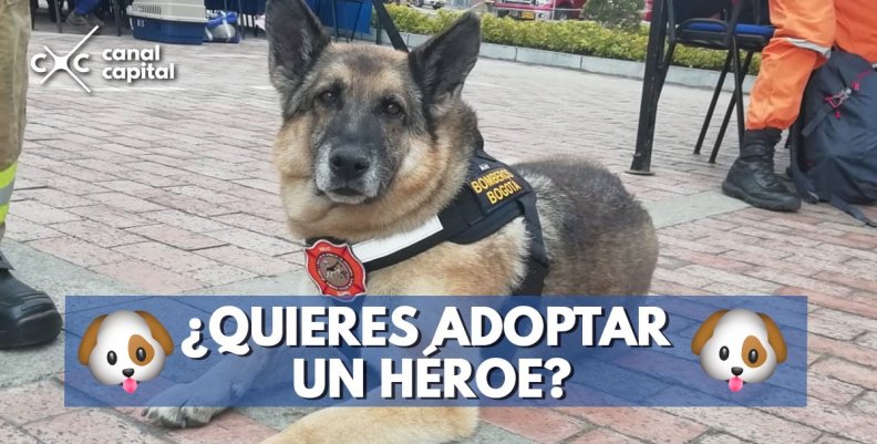 adopta-heroe