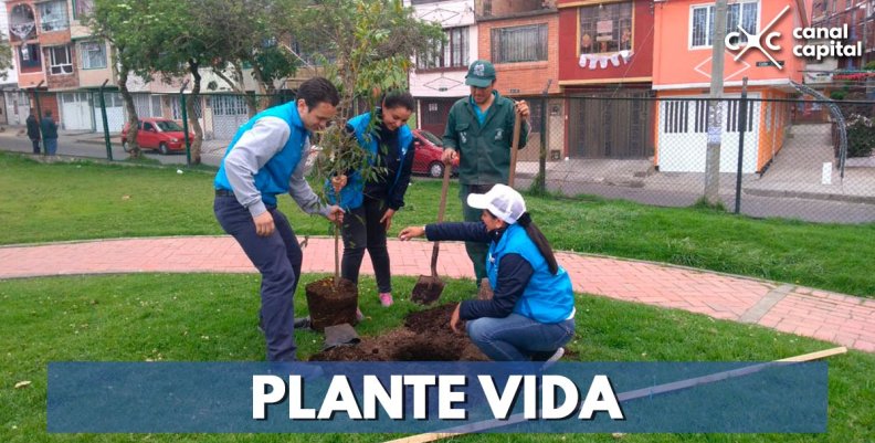 plantacion-arboles