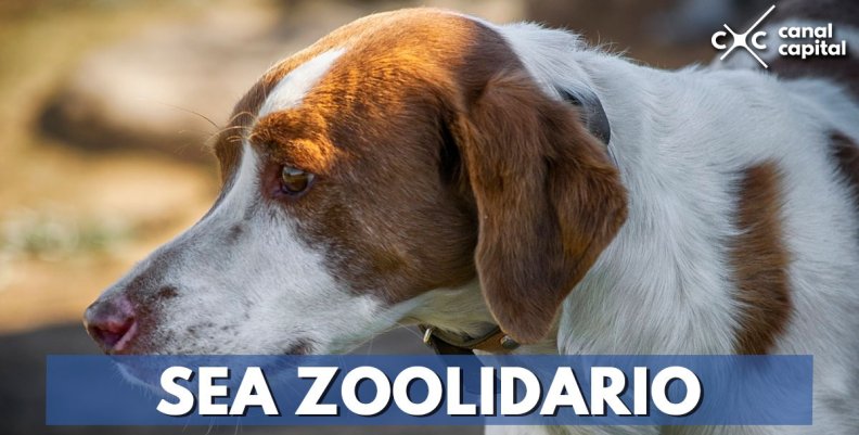 donar-animales donar-animales