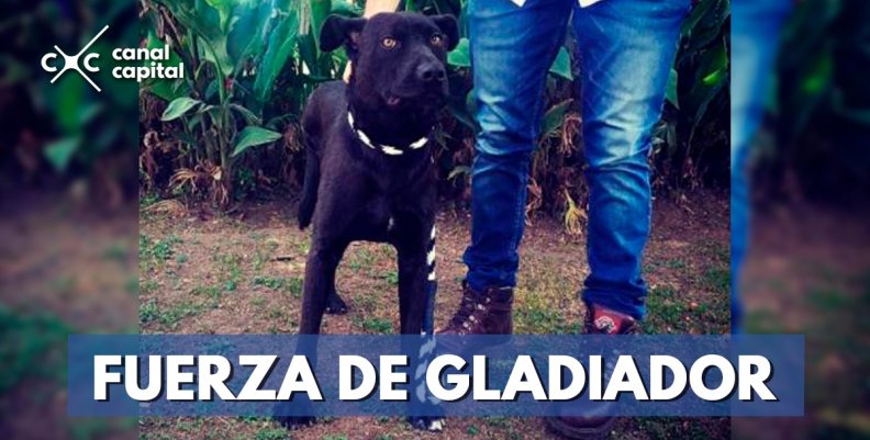 gladiador-perro-rescatado