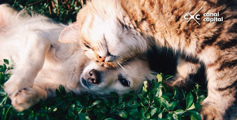 Recursos destinados para animales.