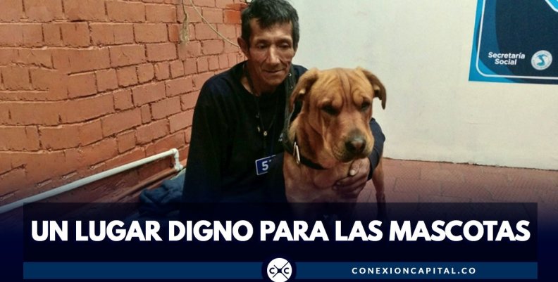 mascotas mascotas