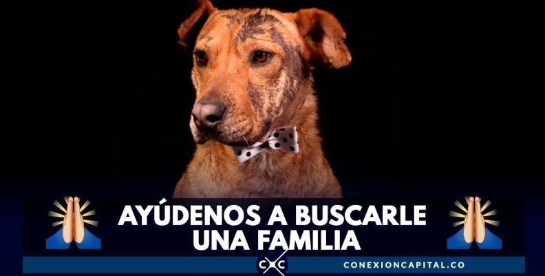 serafin-busca-familia serafin-busca-familia