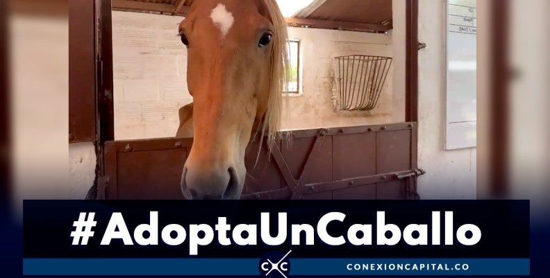 #AdoptaUnCaballo