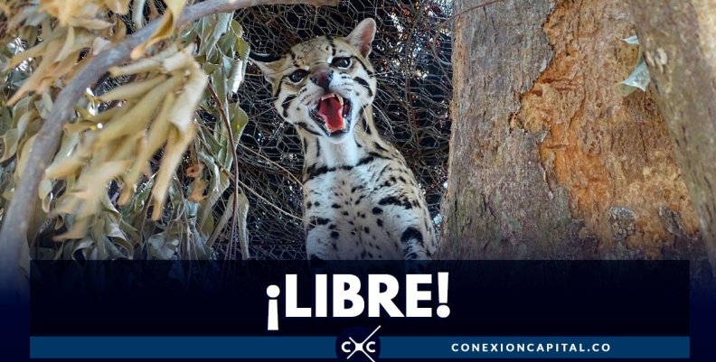 liberan-ocelote