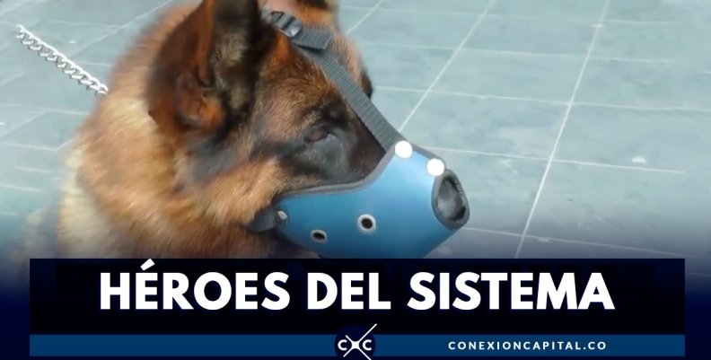 Caninos TransMilenio Caninos TransMilenio