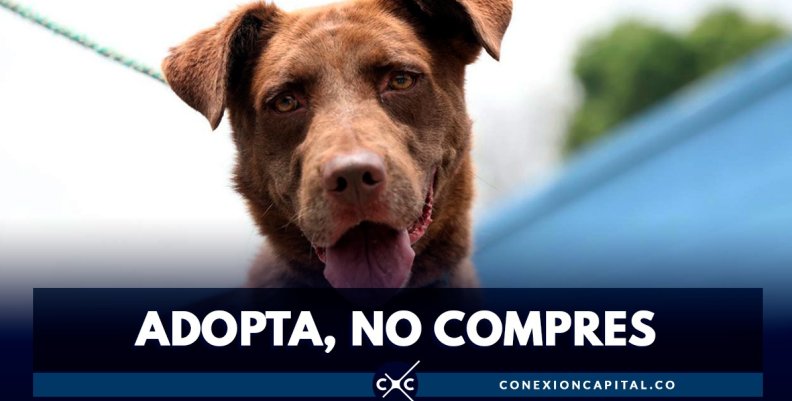 Adopcion perros y gatos Adopcion perros y gatos