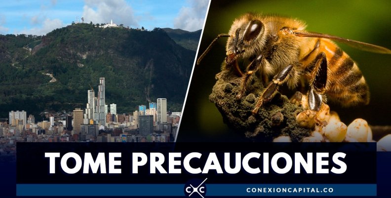 ataques-abejas-bogota