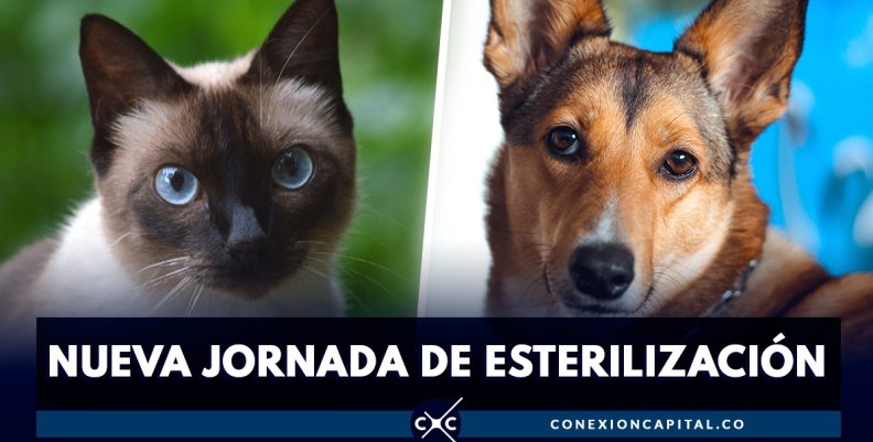 esterilizacion-anina esterilizacion-anina