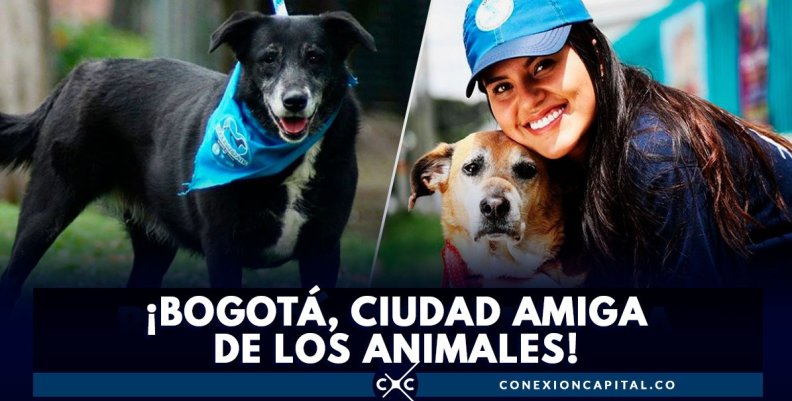 Animales