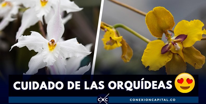 como-cuidar-orquidea-casa