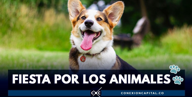 fiesta-animales-bogota