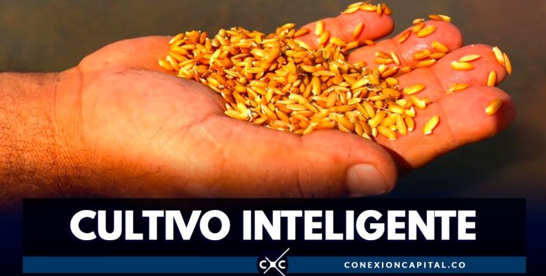 cultivos-inteligentes-arroz