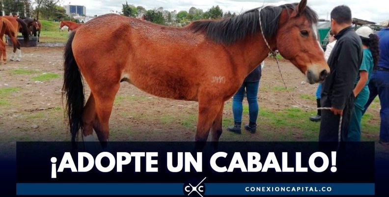adopcion-caballos adopcion-caballos