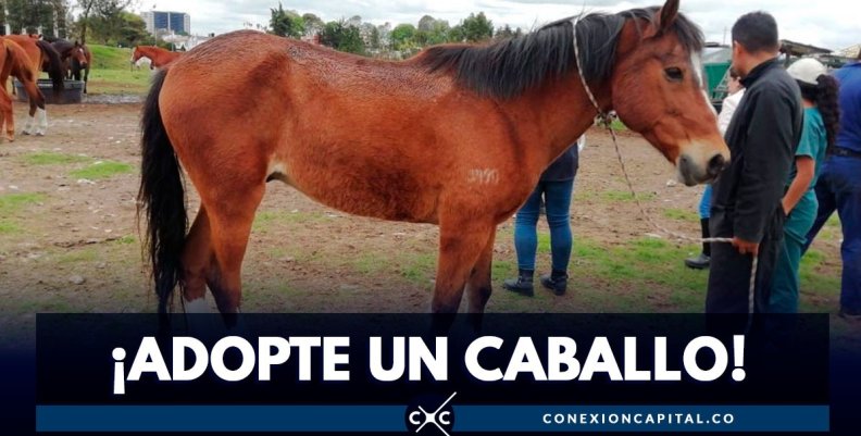 adopcion-caballos