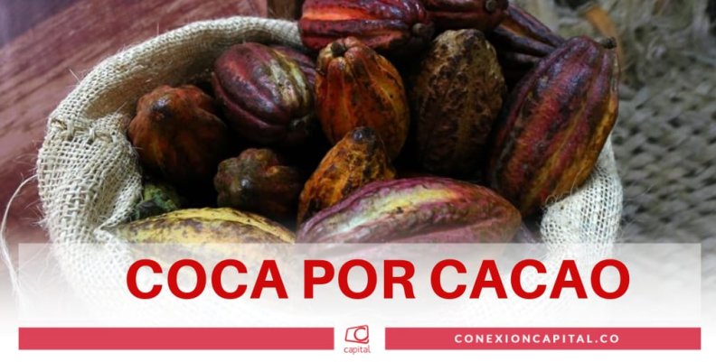 Coca po cacao