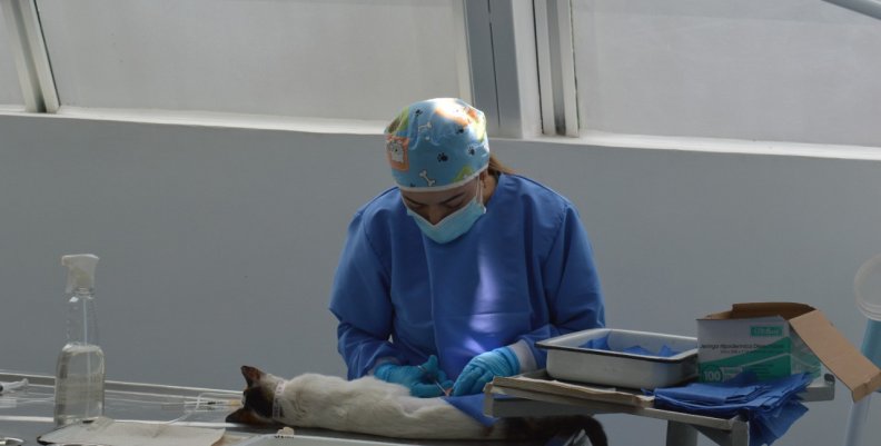 Esterilización en Bogotá