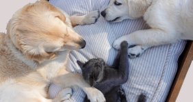 Dos perros y un gato acostados en una cama 