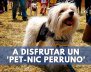 A-DISFRUTAR-UN-'PET-NIC-PERRUNO'-