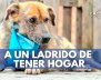 A-UN-LADRIDO-DE-TENER-HOGAR