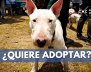 adoptar-min