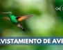 AVISTAMIENTO-DE-AVES