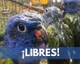 Secretaría de Ambiente libera aves en su hábitat natural