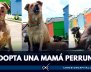 adopte-mama-perruna