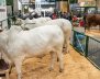 Agroexpo - Corferias