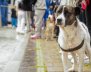 Perros traído de una correa por una persona