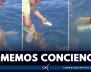 EN VIDEO: tortuga pierde aleta por culpa de la basura en el mar