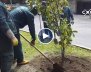 Inició plantación de árboles sobre la carrera novena 