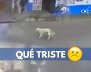 QUÉ-TRISTE