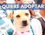 ¿QUIERE-ADOPTAR-