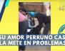 mujer-cuida-perros