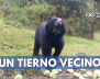 tierno-vecino