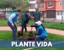 plantacion-arboles