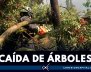 caida-arboles-bogota