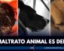 casos-matrato-animal