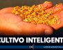 cultivos-inteligentes-arroz