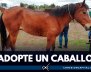 adopcion-caballos