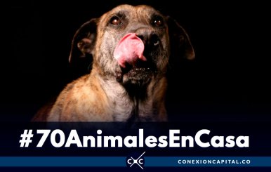 Participe en la nueva jornada de adopción de perros y gatos