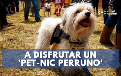 A-DISFRUTAR-UN-'PET-NIC-PERRUNO'-