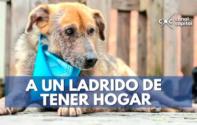 A-UN-LADRIDO-DE-TENER-HOGAR